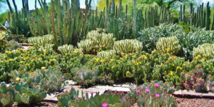 desert-botanical-garden